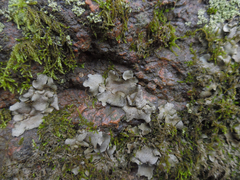 Dermatocarpon muhlenbergii