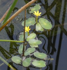 Cabomba aquatica, photograph (c) agujaceratops, some rights reserved (CC BY)
