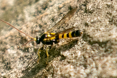 Colpotrochia trifasciata
