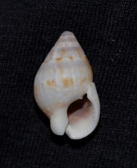 Nassarius gaudiosus