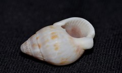 Nassarius gaudiosus