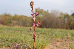 Eulophia hians hians