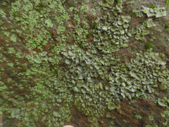 Dermatocarpon muhlenbergii