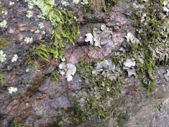 Dermatocarpon muhlenbergii