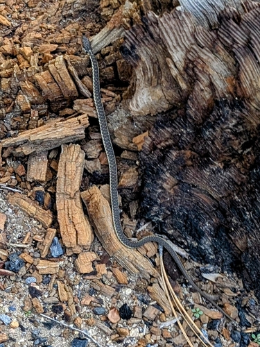 iNaturalist observation photo of Sierra Garter Snake