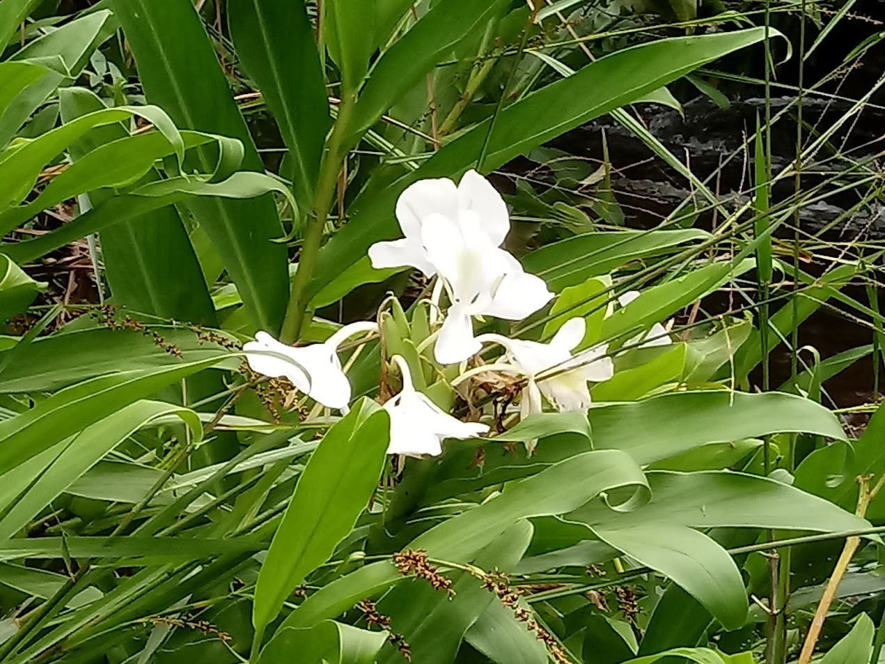Hedychium coronarium