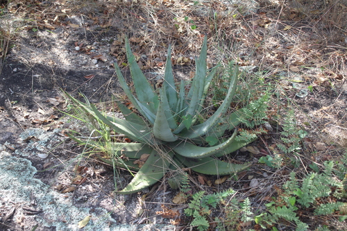 Aloe petricola, photograph 5