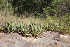 Aloe petricola, photograph author not stated, no rights reserved