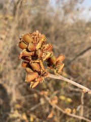 Flemingia grahamiana