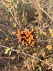 Flemingia grahamiana