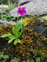 Primula rusbyi