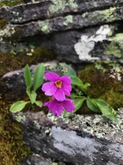 Primula rusbyi