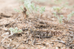 Angaracris barabensis