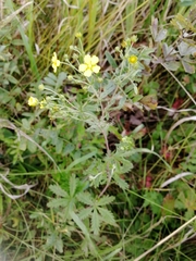 Potentilla chrysantha