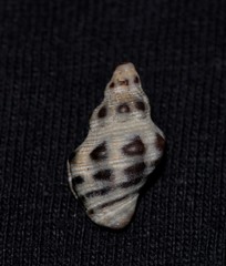 Phycothais reticulata