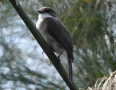 Muscicapa aquatica