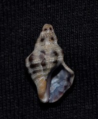 Phycothais reticulata