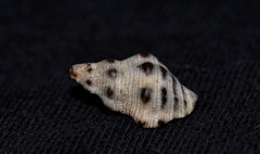 Phycothais reticulata