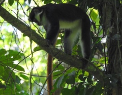 Cercopithecus ascanius schmidti