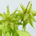 Carex grayi - Photo (c) Tyler Smith，保留部份權利CC BY-NC