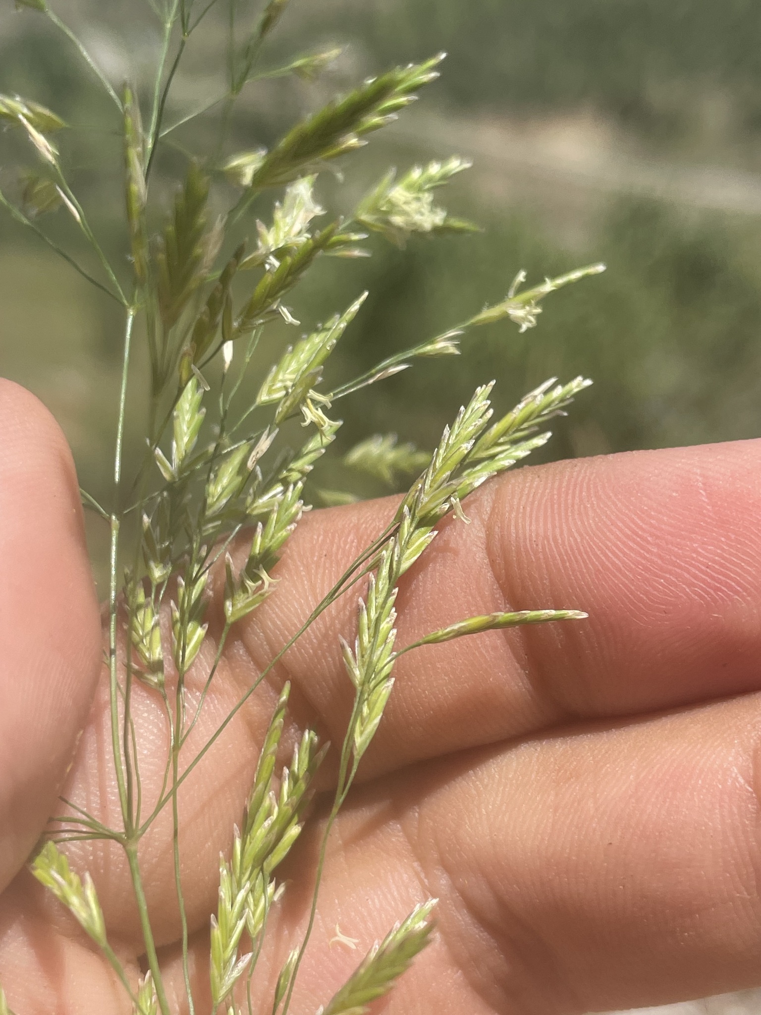 Poa persica