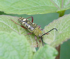 Ochraethes sulphurifer