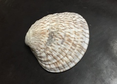 Pitar