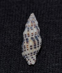 Maculotriton serriale