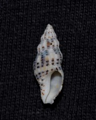 Maculotriton serriale