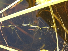 Najas gracillima