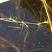 Thread-leaved Water-Nymph - Photo (c) Sean Blaney, some rights reserved (CC BY-NC), uploaded by Sean Blaney