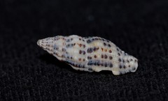 Maculotriton serriale