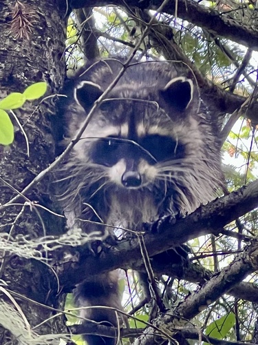 Raccoon