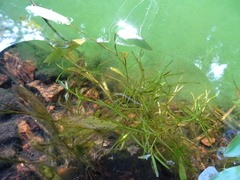 Potamogeton spirillus