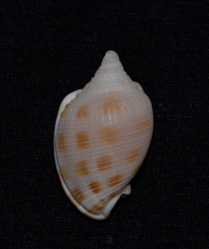Checkerboard Bonnet Snail
