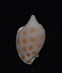 Phalium areola
