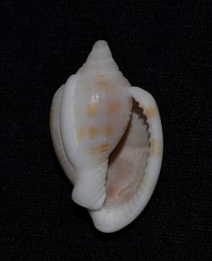 Phalium areola