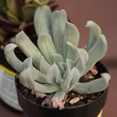 Echeveria runyonii