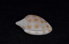 Phalium areola