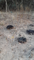 Eulophia hians inaequalis