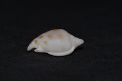 Phalium areola