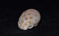 Phalium areola