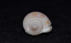 Phalium areola