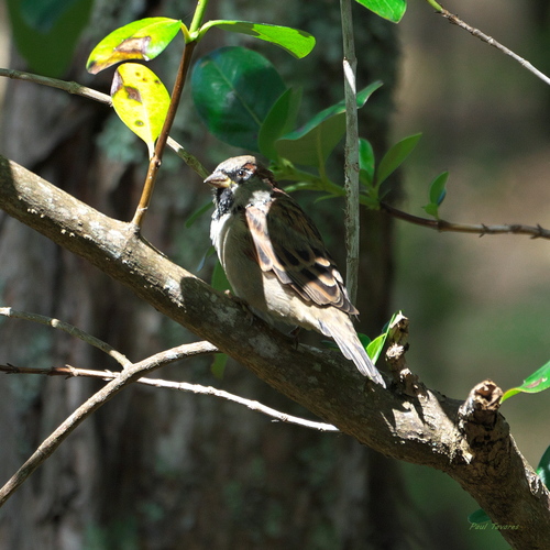Passer domesticus observed 2025-03-11