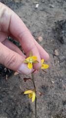 Eulophia hians inaequalis