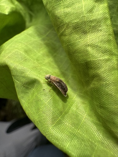 Eutreta xanthochaeta observed 2025-05-22