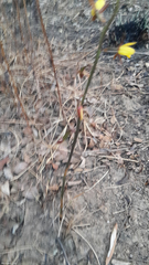 Eulophia hians inaequalis