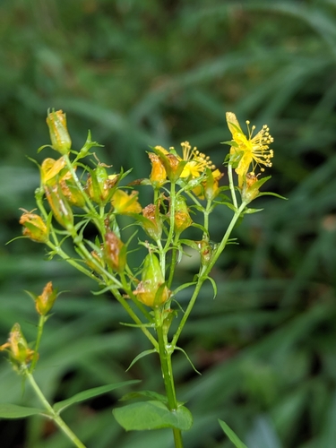 Peterwort (Hypericum tetrapterum)