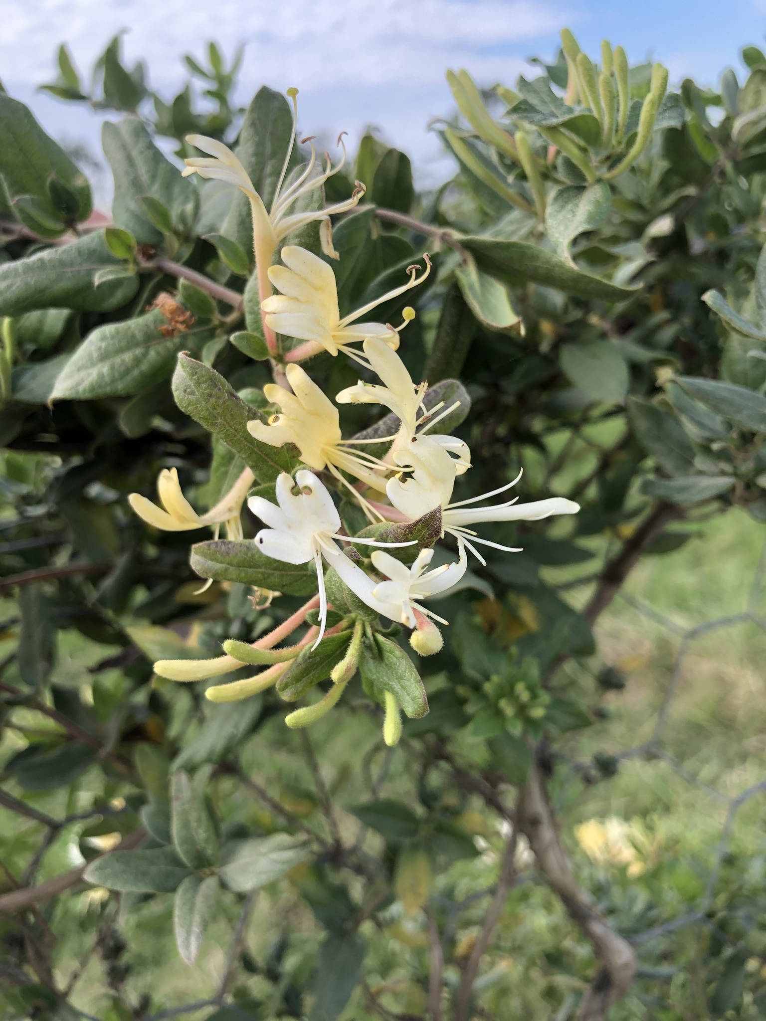 Lonicera japonica