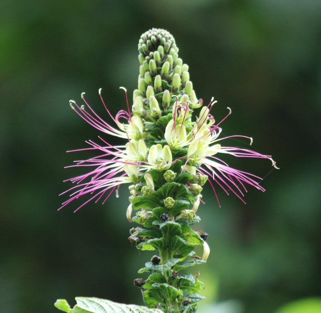 Cleome anomala